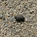 baby snapping turtle by wiesnerbeth