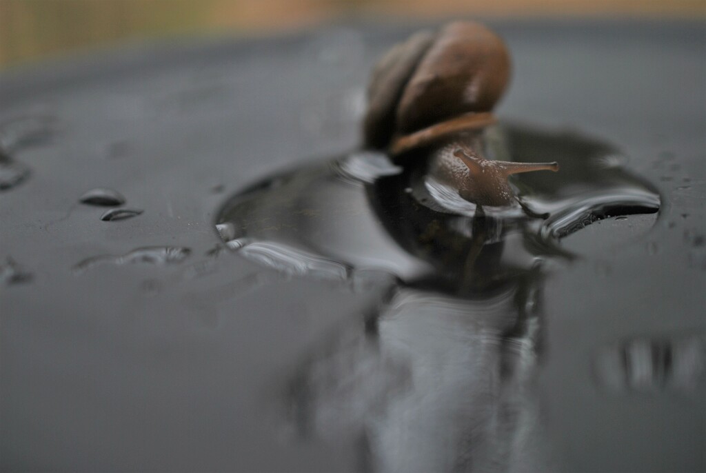 Day 107: Swimming Snail  by jeanniec57