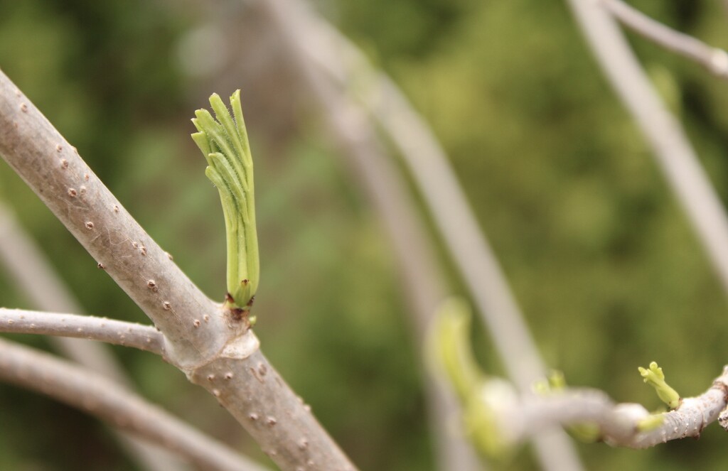 Springtime growth on my elderberry bush  by mltrotter