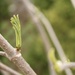 Springtime growth on my elderberry bush  by mltrotter