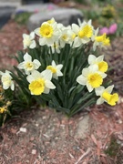 19th Apr 2023 - Daffodils 