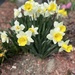 Daffodils  by radiogirl