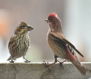 18th Apr 2023 - Cassin's Finch On Right and Female On Left