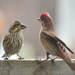 Cassin's Finch On Right and Female On Left by bjywamer