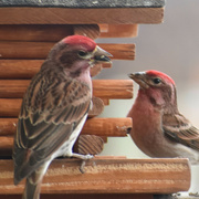 18th Apr 2023 - House Finches?