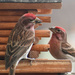 House Finches? by bjywamer