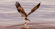19th Apr 2023 - Success for the Osprey!