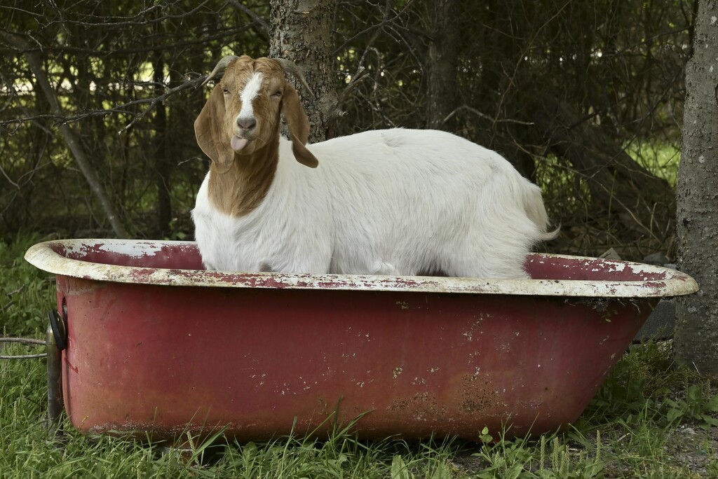 A Goat in a Tub by metzpah