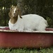 A Goat in a Tub by metzpah