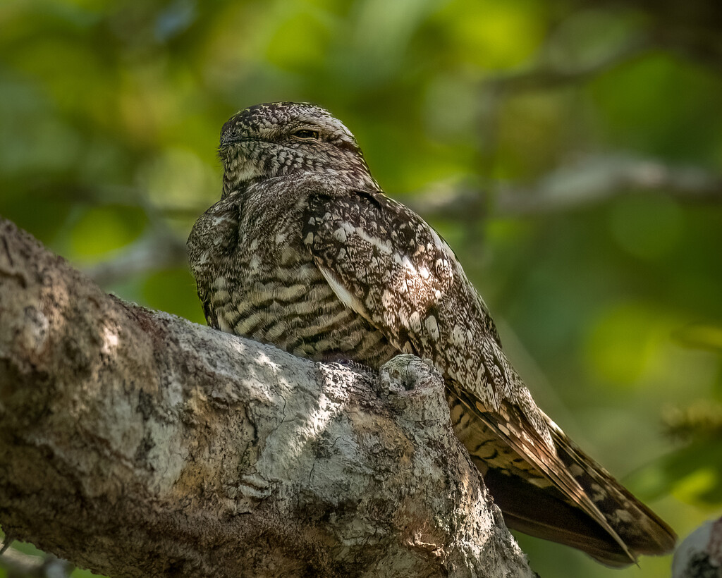 Common Nighthawk  by nicoleweg