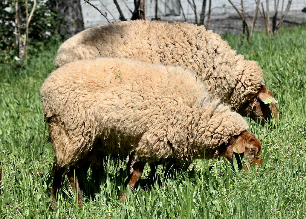 Shearing Time by ososki