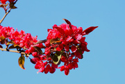 19th Apr 2023 - Japanese Flowering Crabapple........733