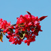 Japanese Flowering Crabapple........733 by neil_ge