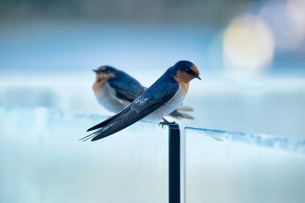Swallows by dkbarnett