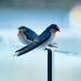 Swallows by dkbarnett