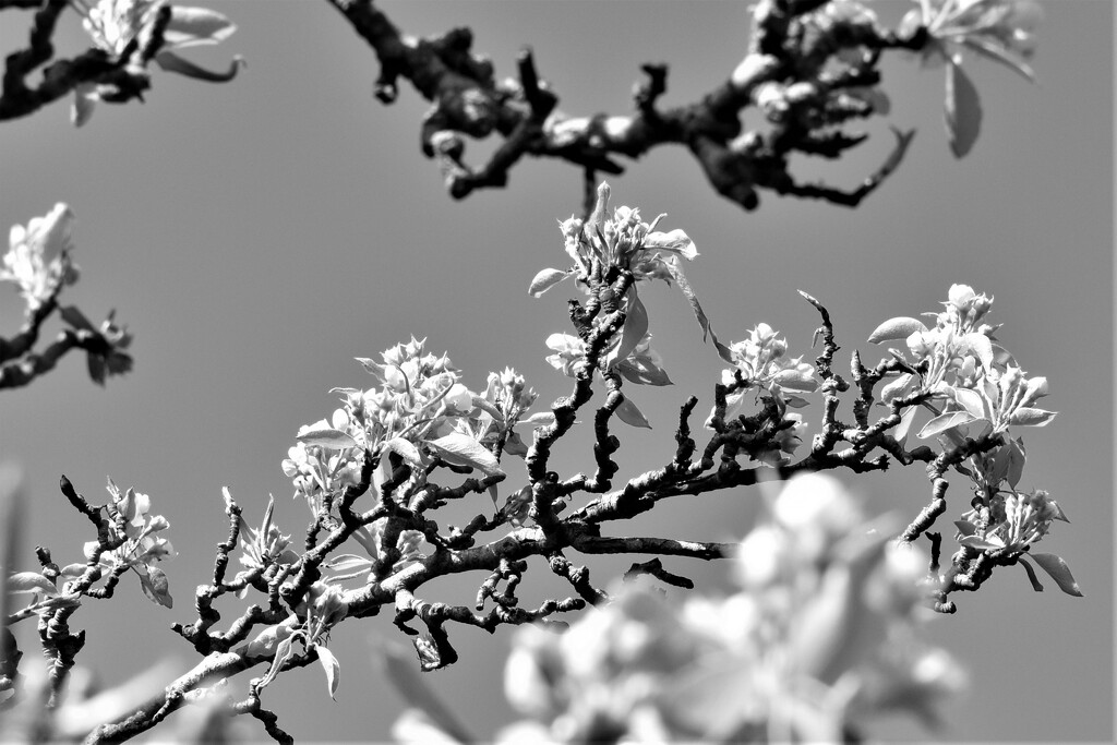 A B&W of a pear tree branch in the sun by anitaw