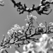 A B&W of a pear tree branch in the sun by anitaw