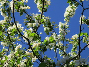 20th Apr 2023 - White blossom.