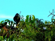 20th Apr 2023 - The song of the tui