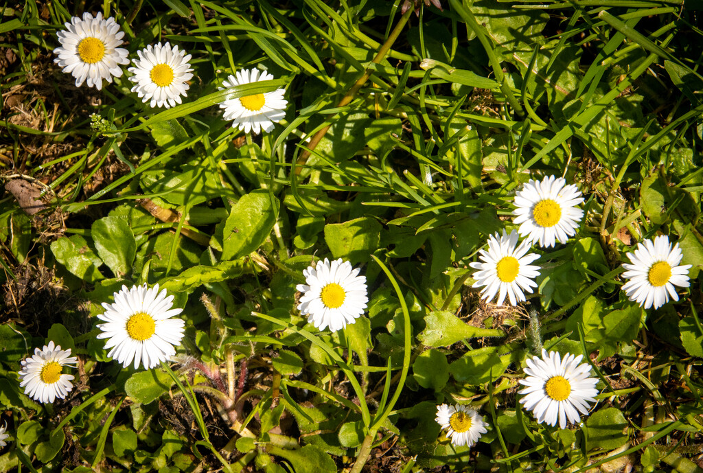 Weeds or Wildflowers by swillinbillyflynn