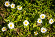 20th Apr 2023 - Weeds or Wildflowers