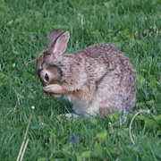 22nd Apr 2023 - Robbie Rabbit taking a bath