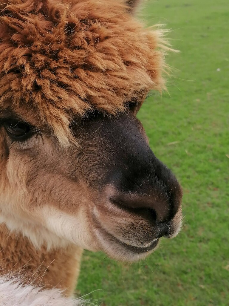 Inquisitive alpaca  by kimka