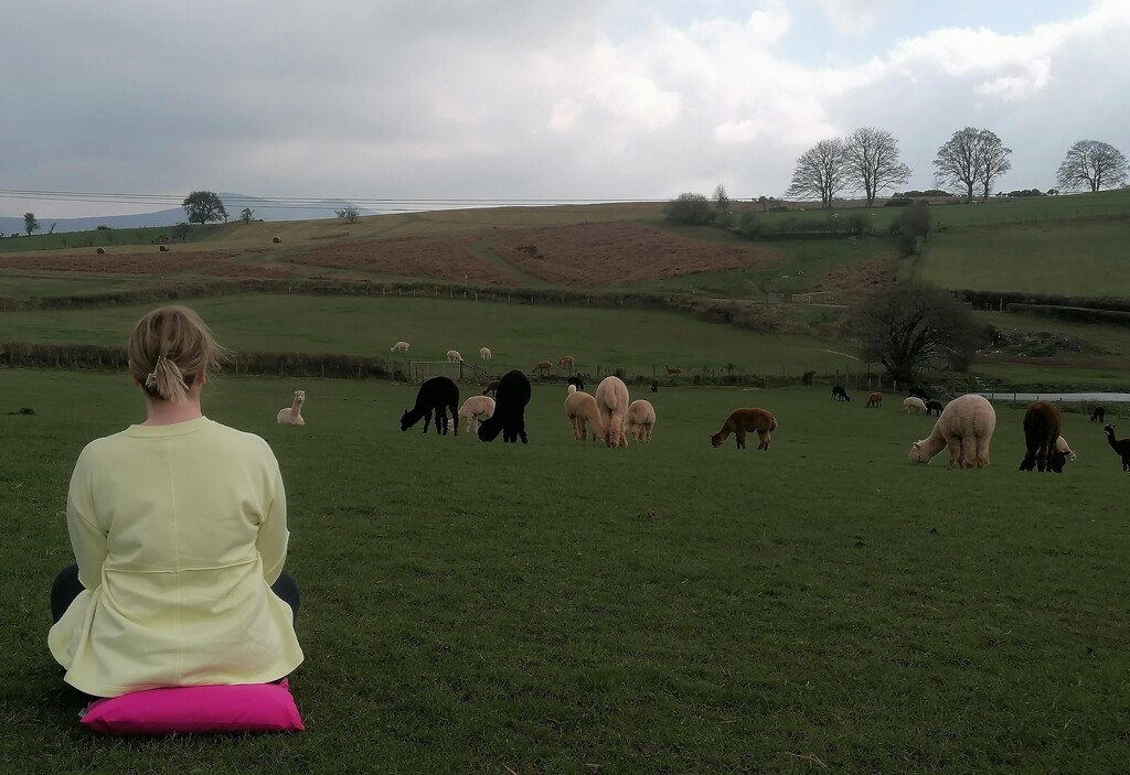 Mindfulness session with alpacas by kimka