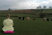 20th Apr 2023 - Mindfulness session with alpacas