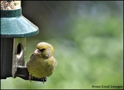19th Apr 2023 - Greenfinch in my garden