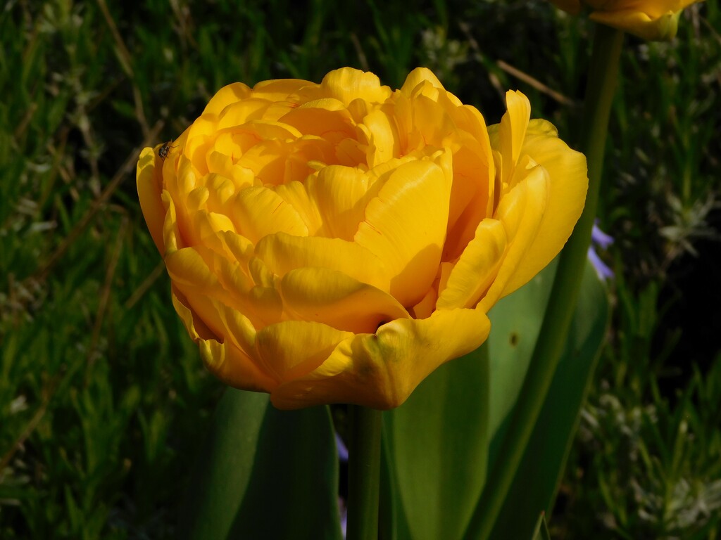 Double yellow tulip by 365anne