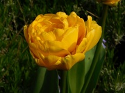 20th Apr 2023 - Double yellow tulip