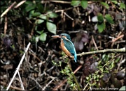 20th Apr 2023 - Female kingfisher