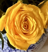 20th Apr 2023 - Yellow rose