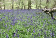 20th Apr 2023 - The Bluebells are back 