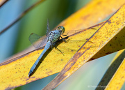 20th Apr 2023 - Eastern Pondhawk Dragonfly