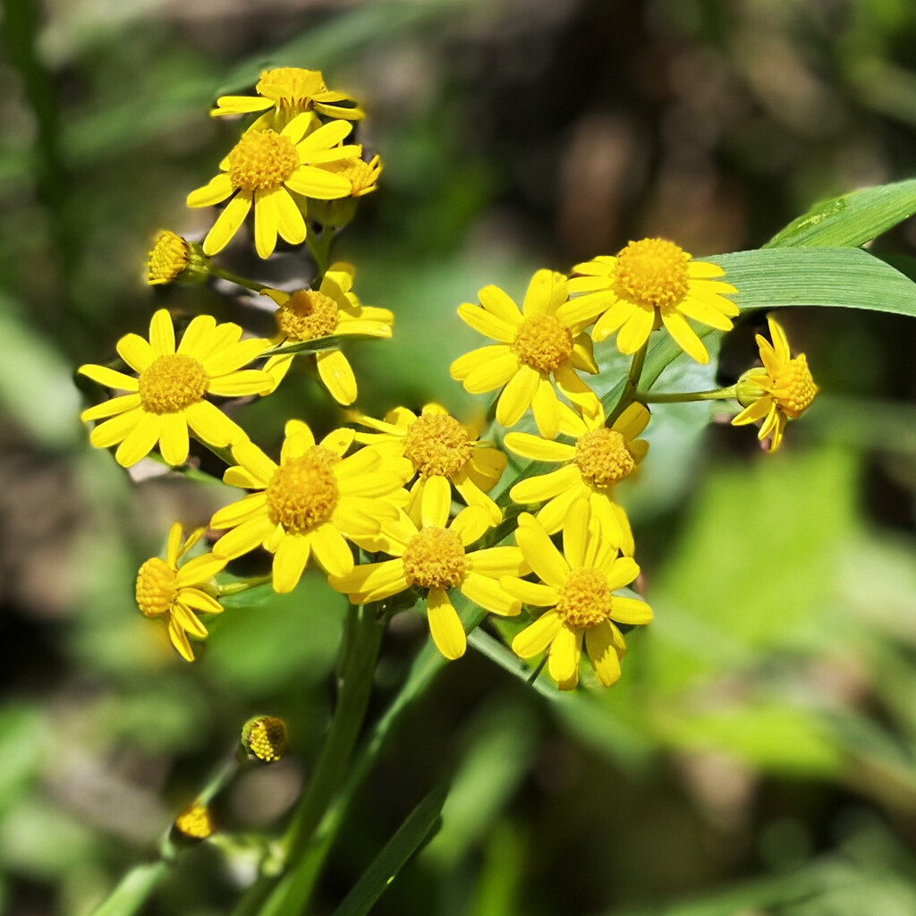 Yellow Wildflowers by yogiw