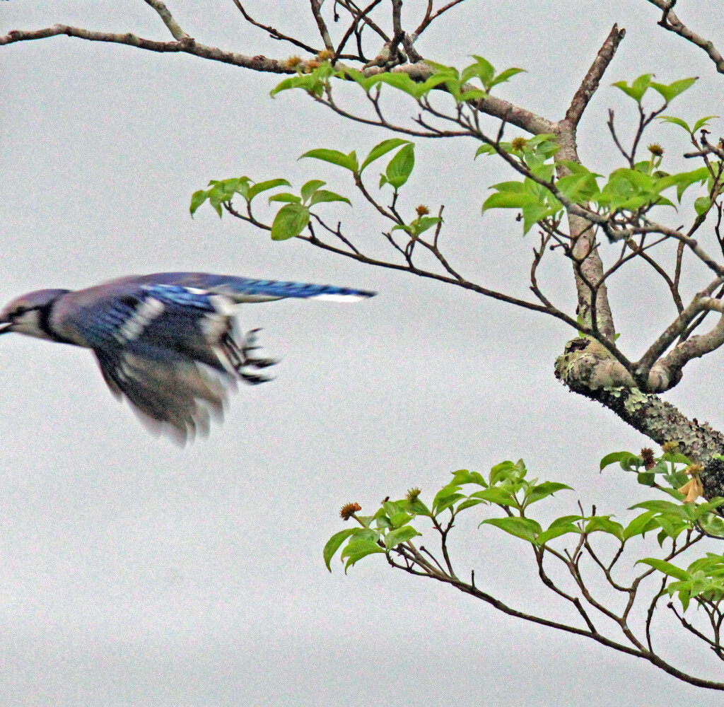 April 16 Blue Jay Leaving Dogwood IMG_3103 by georgegailmcdowellcom