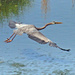 April 18 Blue Heron Taking Flight IMG_3132AA by georgegailmcdowellcom