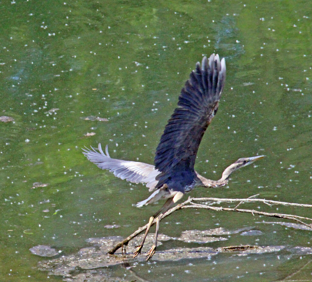 April 19 Blue Heron Flying Over Sticks IMG_3163AA by georgegailmcdowellcom