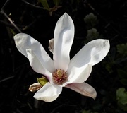 16th Apr 2023 - Magnolia Close-Up