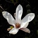 Magnolia Close-Up by susiemc