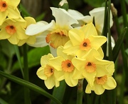 20th Apr 2023 - More Pretty Narcissi