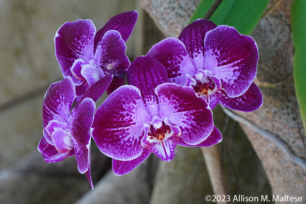 Orchid Beauties by falcon11