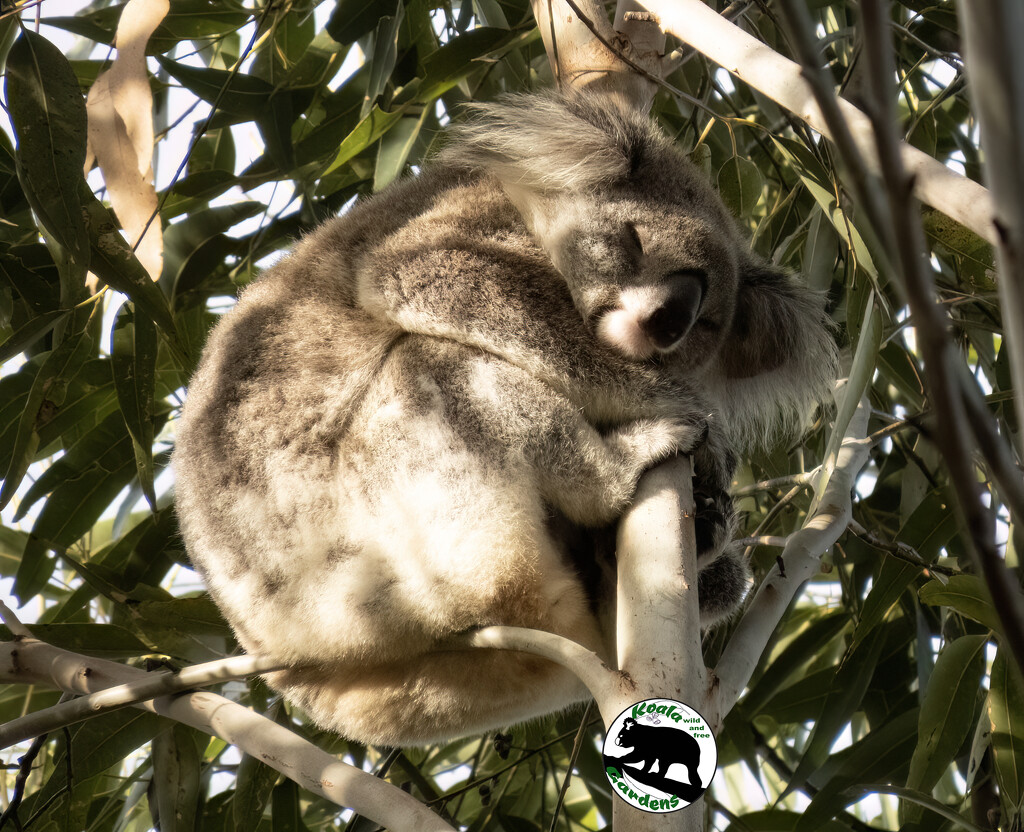 a nap in the sun by koalagardens