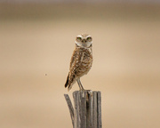 18th Apr 2023 - burrowing owl