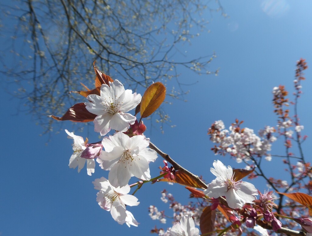 Spring Cherry blossom with blue sky by snowy