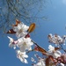 Spring Cherry blossom with blue sky by snowy