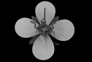 20th Apr 2023 - science flower