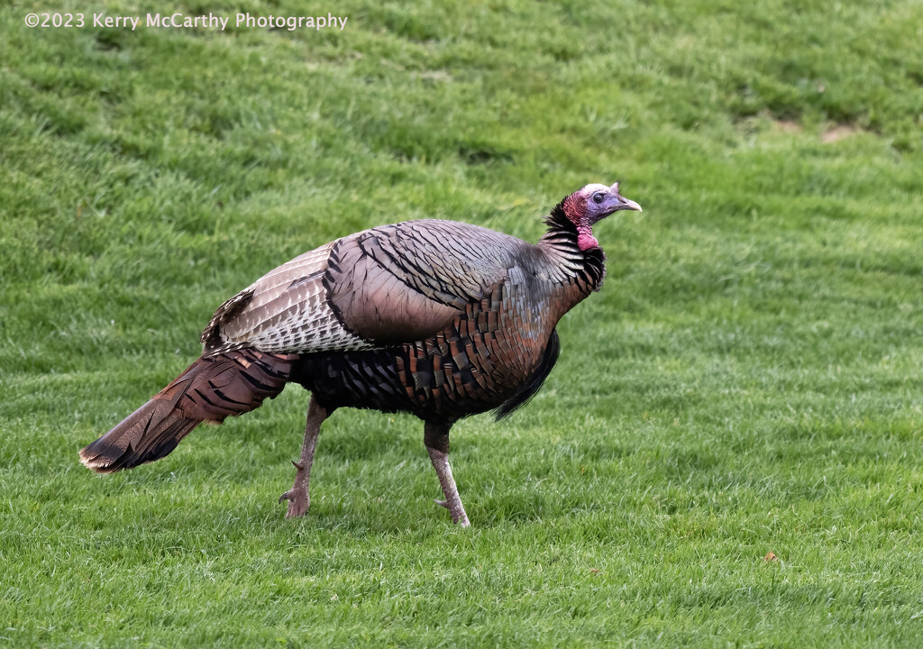 Turkey in the rough by mccarth1